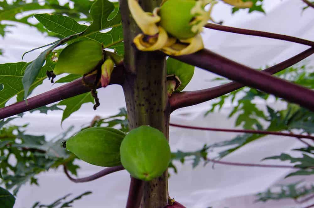 Growing Papayas in Texas A Tropical Challenge Through the Mirror.....