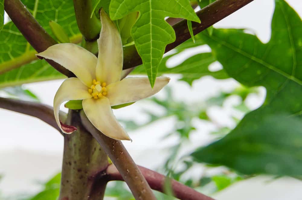 Growing Papayas in Texas A Tropical Challenge Through the Mirror.....
