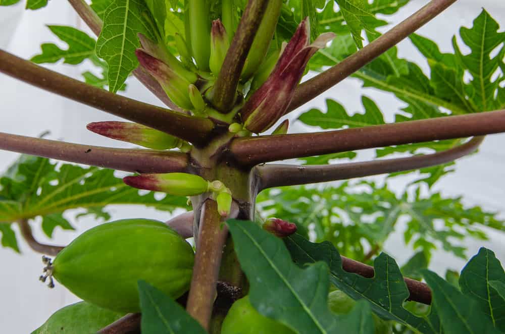 Growing Papayas in Texas A Tropical Challenge Through the Mirror.....