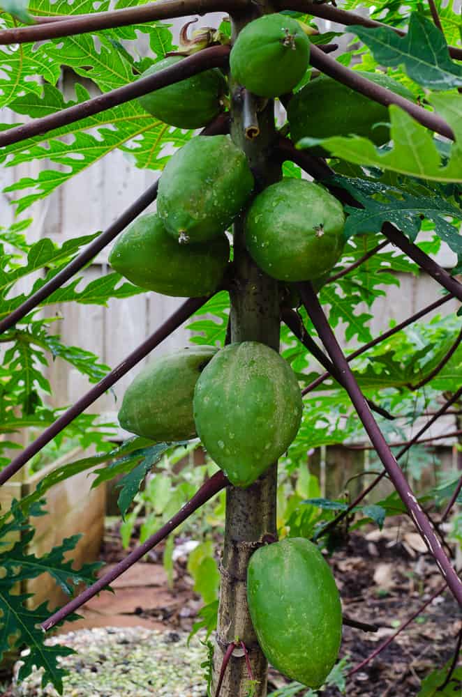 Growing Papayas in Texas A Tropical Challenge Through the Mirror.....
