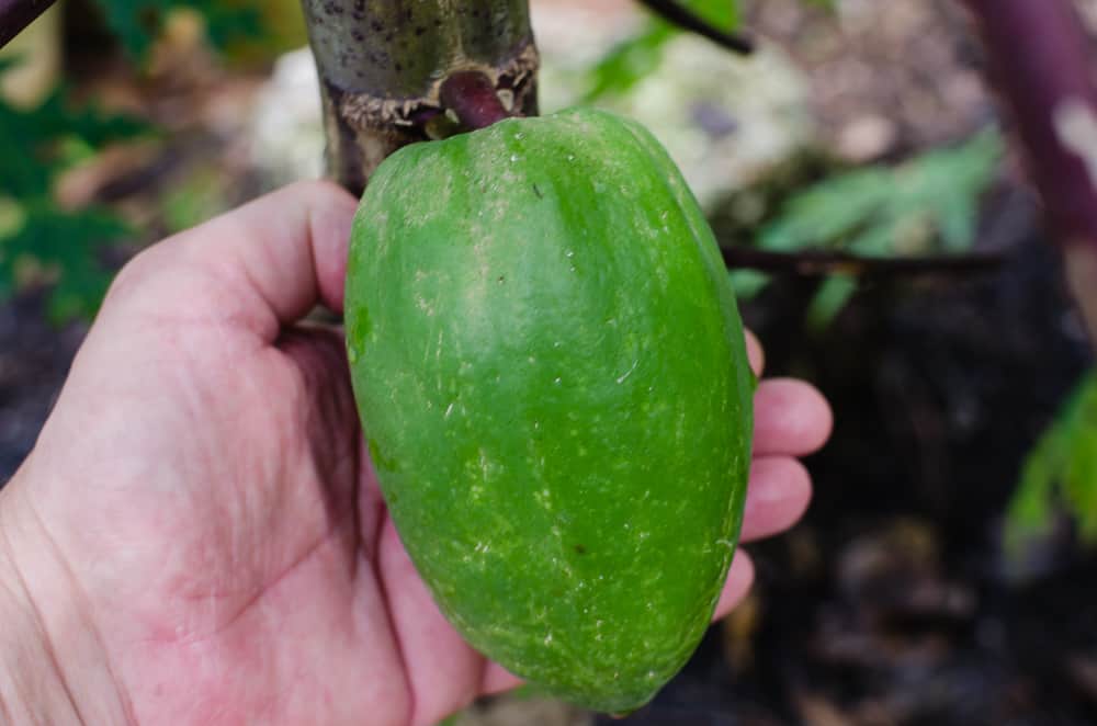 Growing Papayas in Texas A Tropical Challenge Through the Mirror.....
