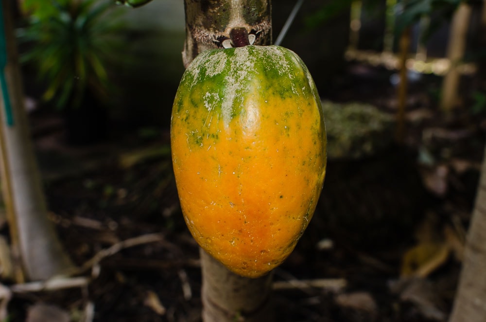 Growing Papayas in Texas A Tropical Challenge Through the Mirror.....