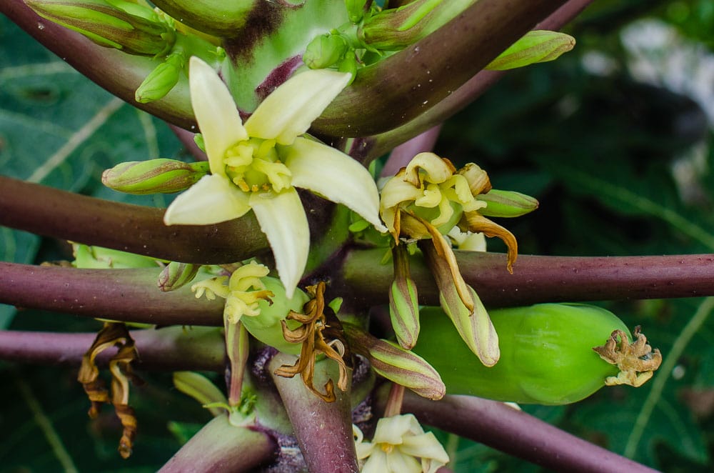 Growing Papayas in Texas A Tropical Challenge Through the Mirror.....