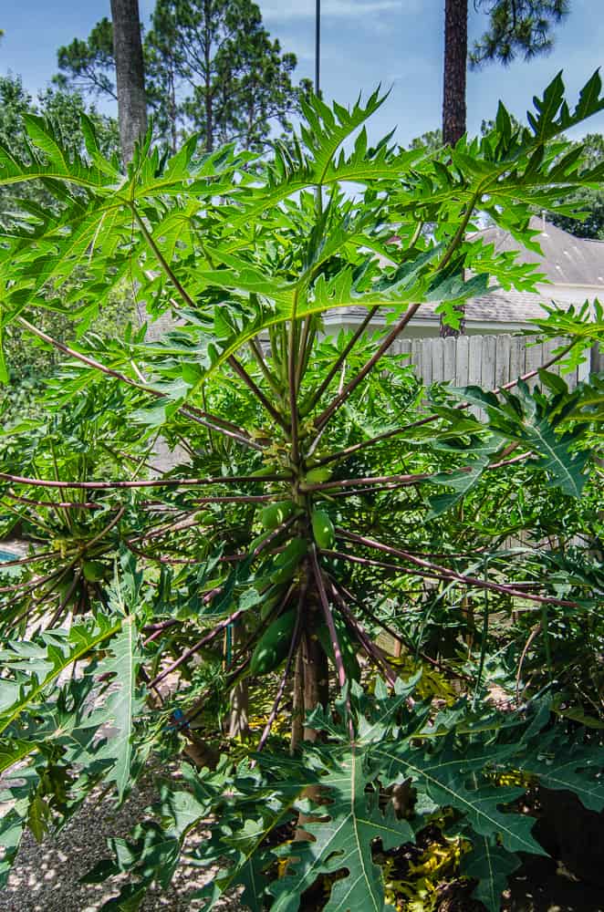 Growing Papayas in Texas A Tropical Challenge Through the Mirror.....