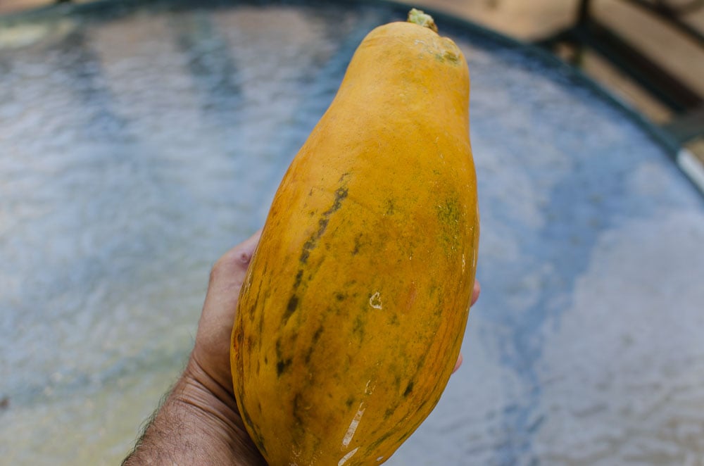 Growing Papayas in Texas A Tropical Challenge Through the Mirror.....