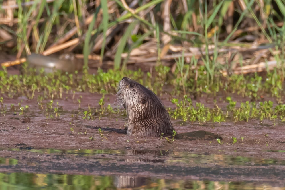 River Otters in Texas Through the Mirror.....