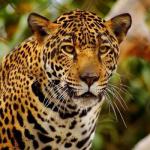 उत्तराखंड – तेंदुए को ऐसा फंसाया एक कुत्ते ने कि वो सीधे पहुंचा वन विभाग के पिंजरे में