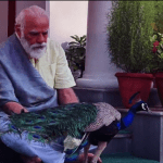 पीएम मोदी और इस मोर की गहरी है दोस्ती, देखें Video और पढ़ें मोर पर प्रधानमंत्री की कविता