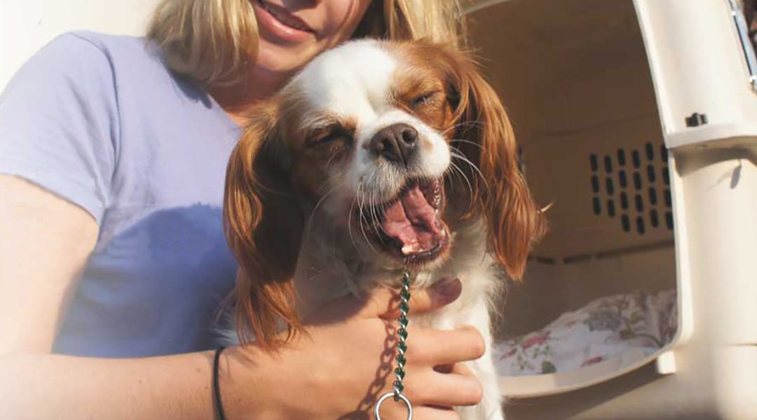 Look for Pet Relocation SG to Meet Get Customized Dog Boarding Services