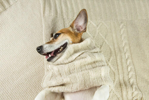 ¿Cómo hacer una cama para perros fácil y rápido? Mis Animales