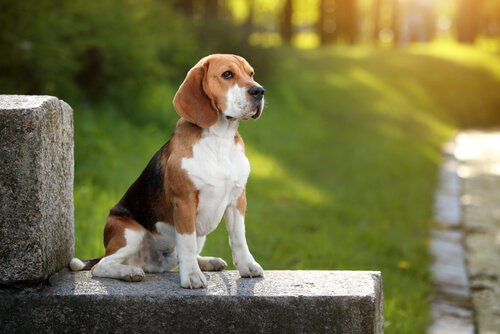 Beagle descubre todo sobre esta raza Mis Animales