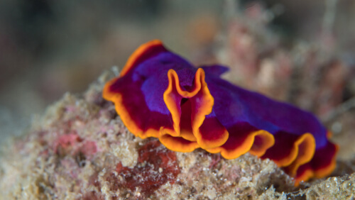 ¿Qué son los peces eléctricos? Mis Animales