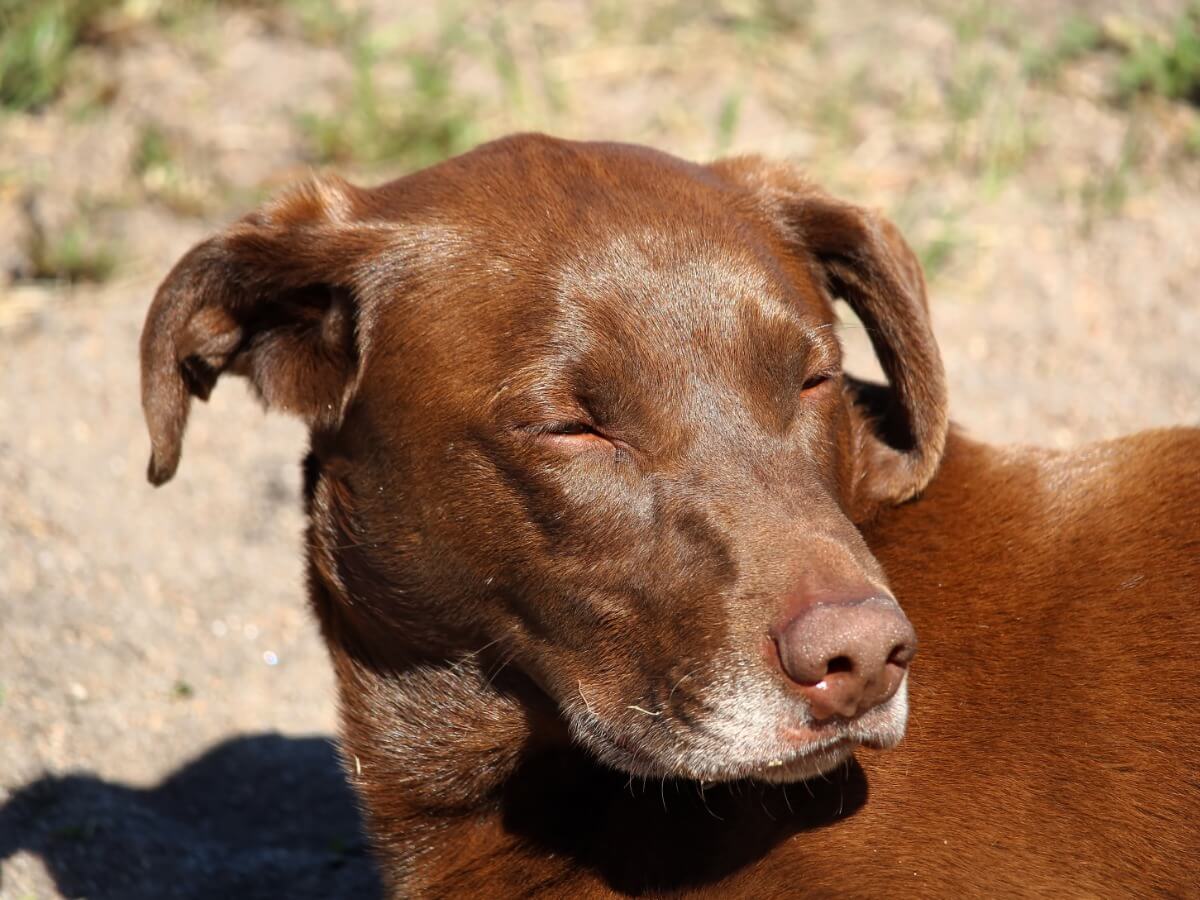 Cara hinchada en perros causas, síntomas y tratamiento Mis Animales