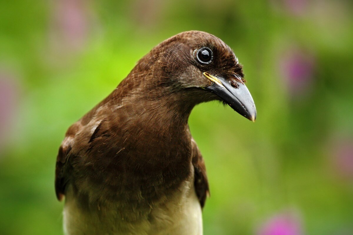 9 animales que atacan cultivos agrícolas Mis Animales