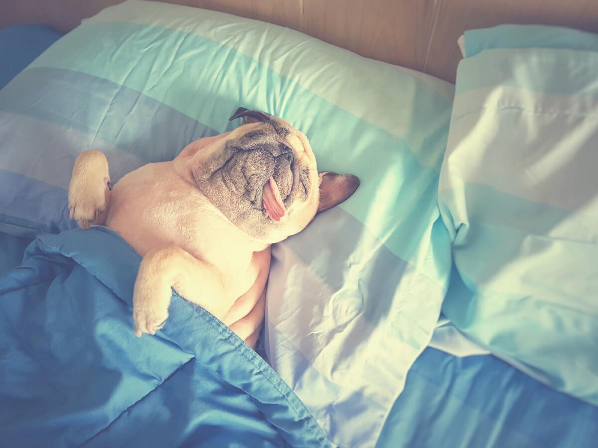 Pourquoi les chiens tournentils sur euxmêmes avant d