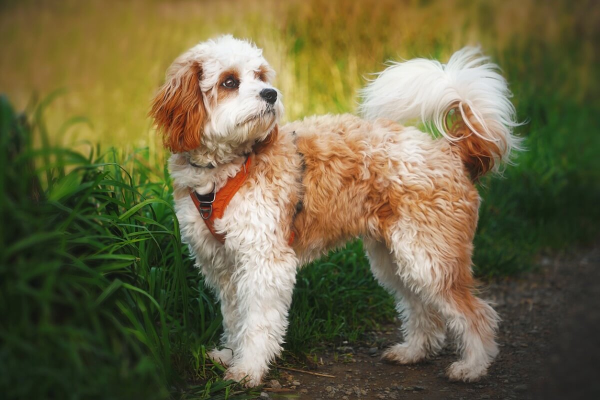 The cavapoo characteristics and care