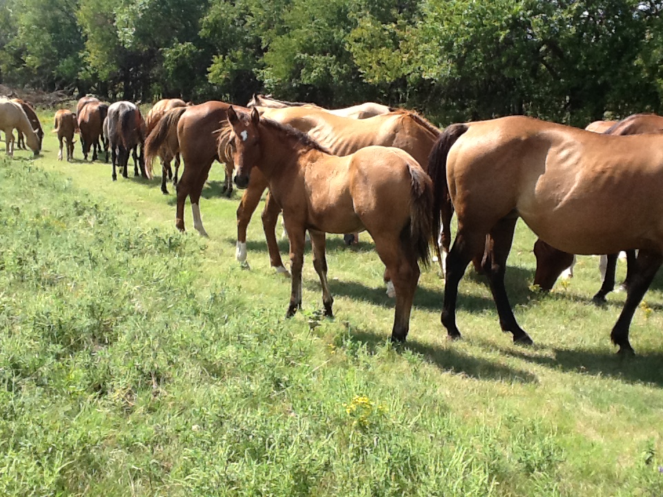 2018 Fall Salina Colt Sale