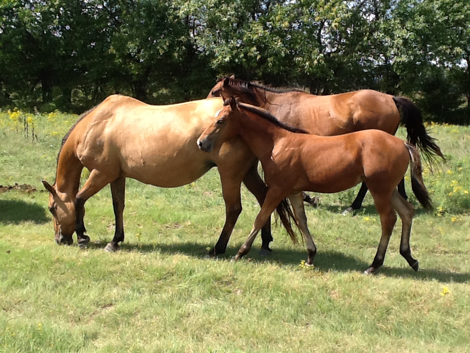 2018 Fall Salina Colt Sale