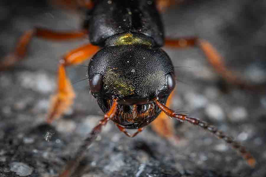 Do Ants Feel Pain? How Ants And Other Insects Deal With Pain Misfit