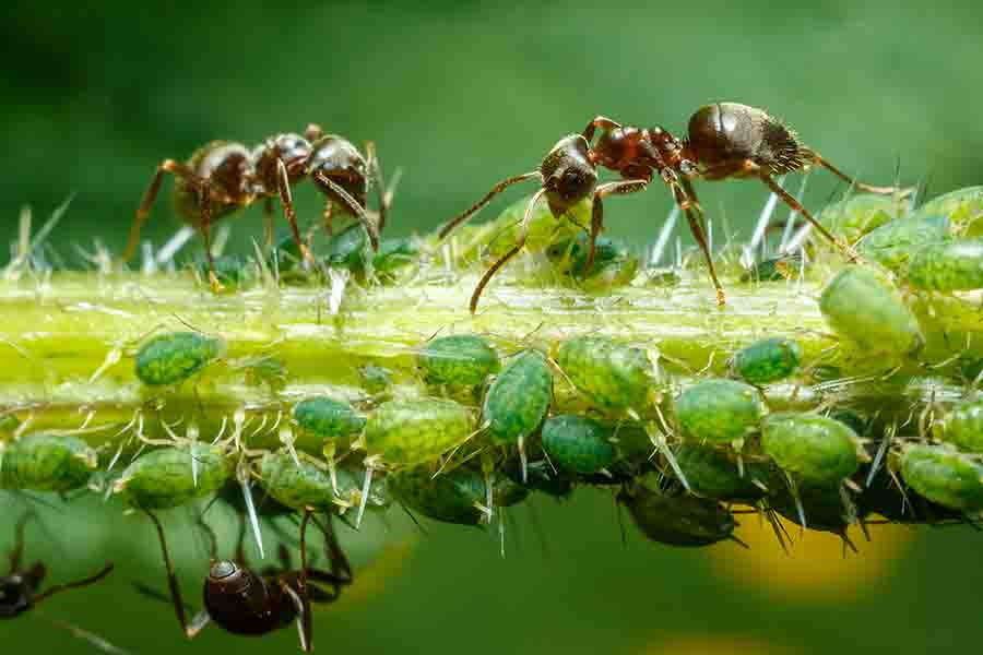 What Do Carpenter Ants Eat? (And What Don’t They Eat)