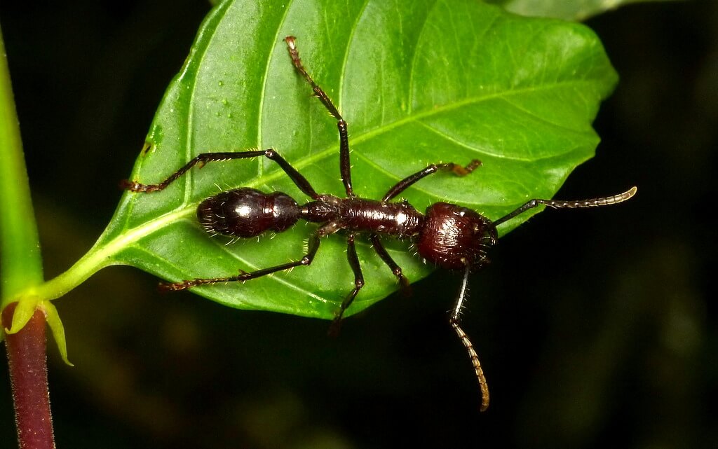 Ant Lifespan How Long Do Ants Live? (11 Species)