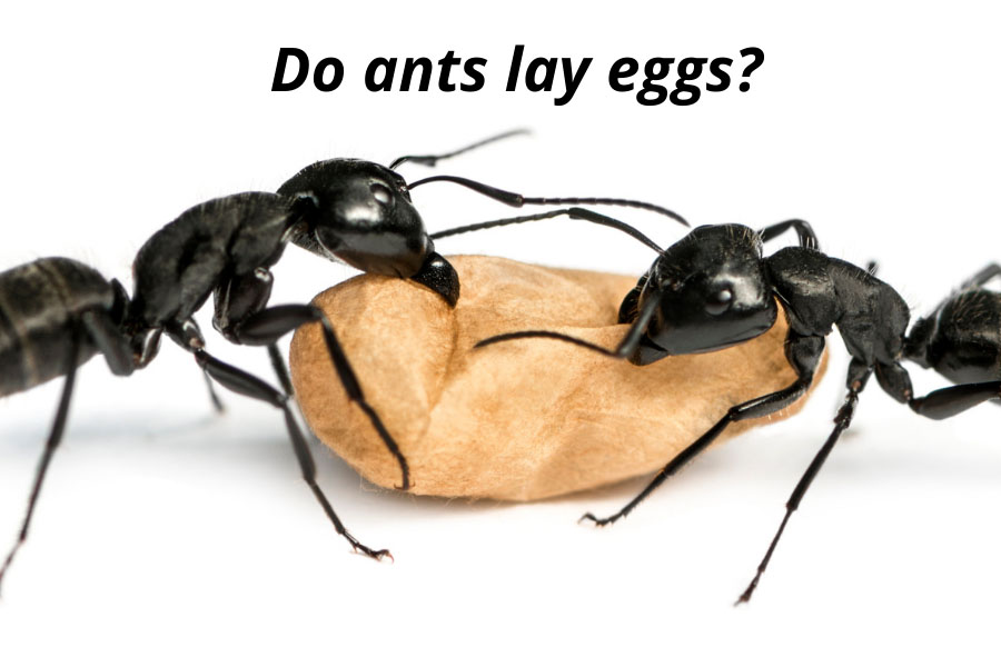 Do Ants Lay Eggs? The Process Of Ant Reproduction