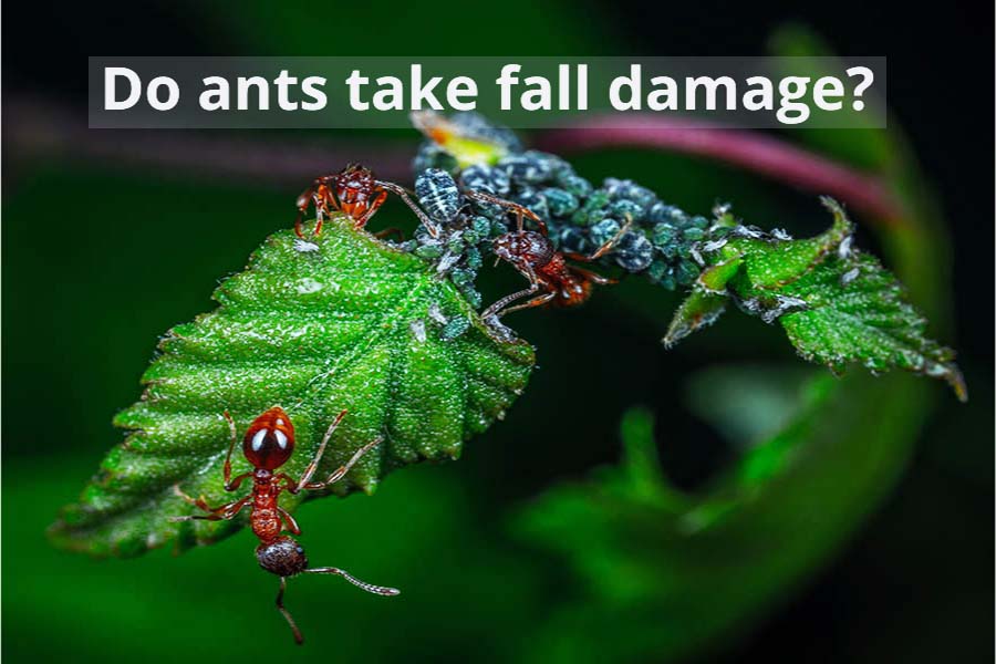 Do Ants Take Fall Damage And What Height Can They Survive From