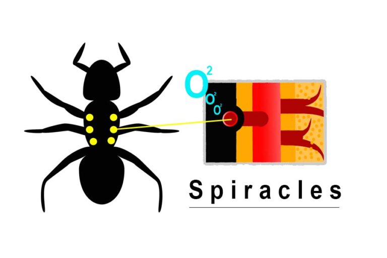 How Do Ants Breathe And Do They Have Lungs? Misfit Animals