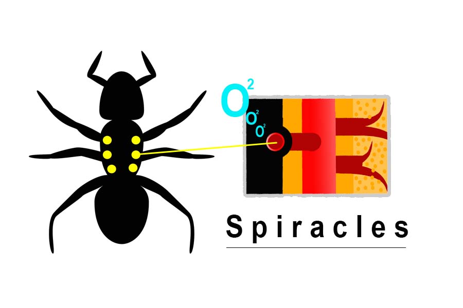 How Do Ants Breathe And Do They Have Lungs? Misfit Animals