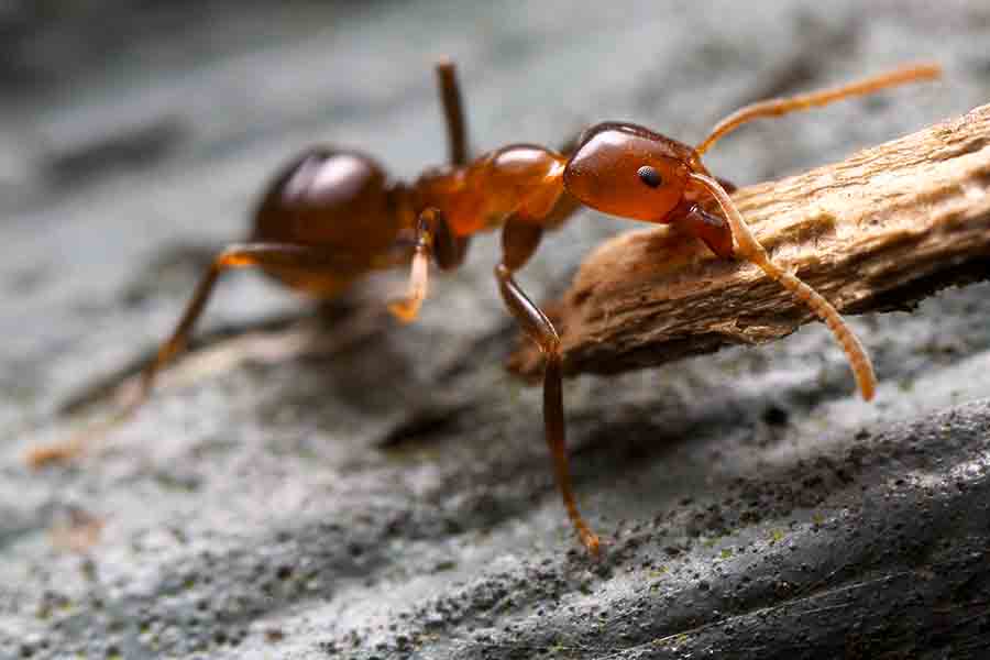 Can Fire Ants Kill You? Just How Dangerous Are They?