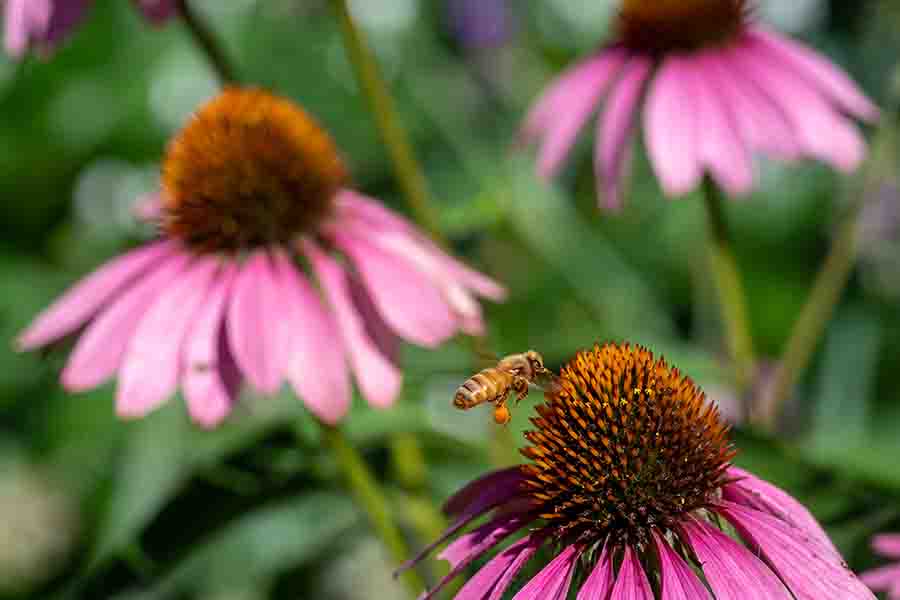 Best Flowers & Plants For Bees 17 Flowers That Attract Bees