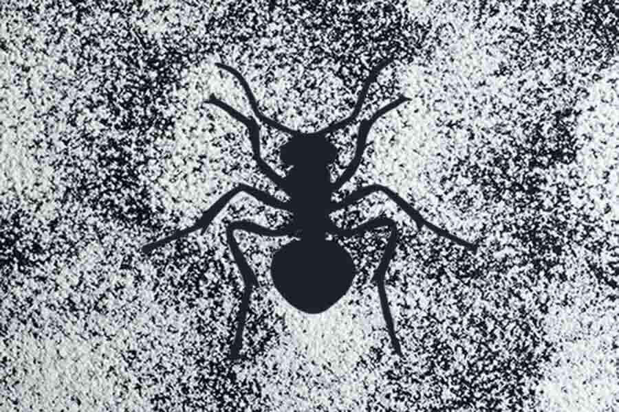 Does Diatomaceous Earth Kill Ants? Get Rid Of Ants With DE