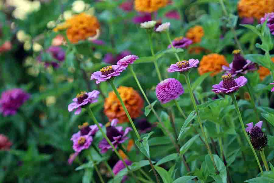 Best Flowers & Plants For Bees 17 Flowers That Attract Bees