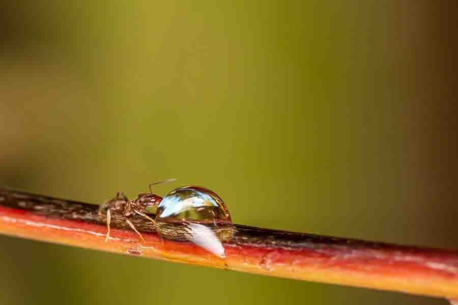 Honey Ants (Honeypot Ants) 9 Intereseting Facts