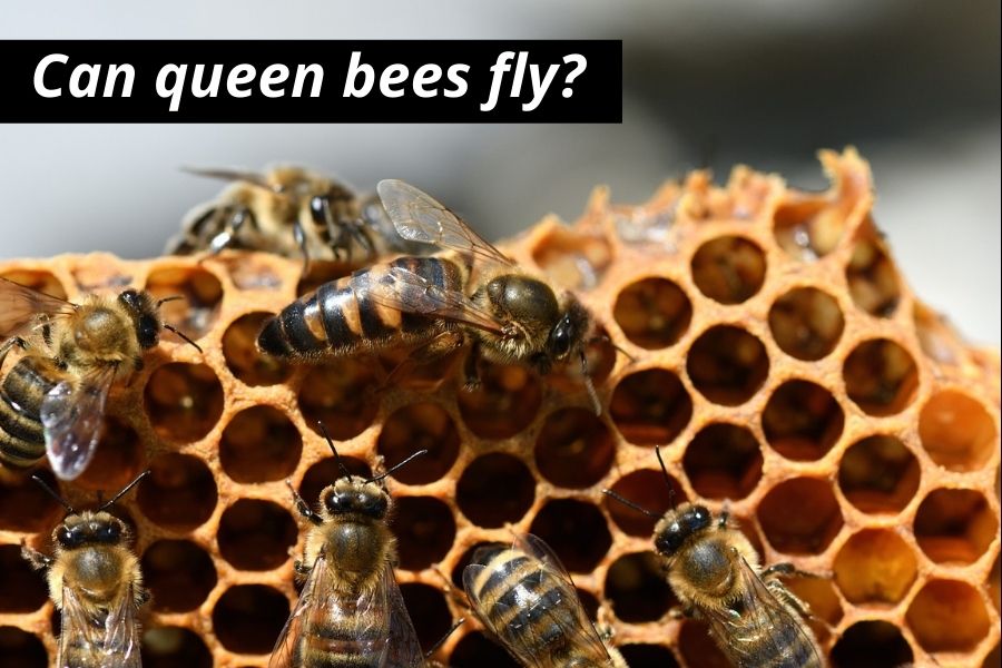 How Far Do Bees Travel? (Scouting For Food, Mating & More)