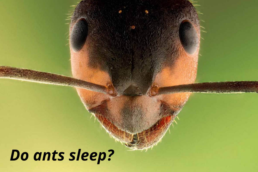 Do Ants Sleep? Get To Know The Activity Patterns Of Ants