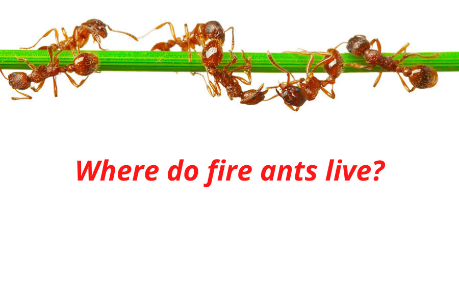 Geographic Distribution Of Fire Ants Where Do They Live?