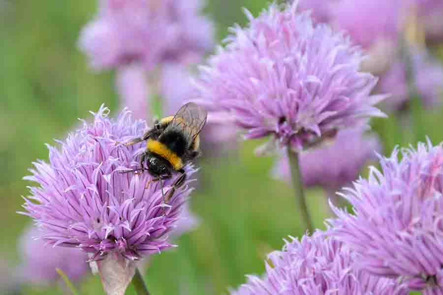 Which Colors Are Bees Attracted To The Most?