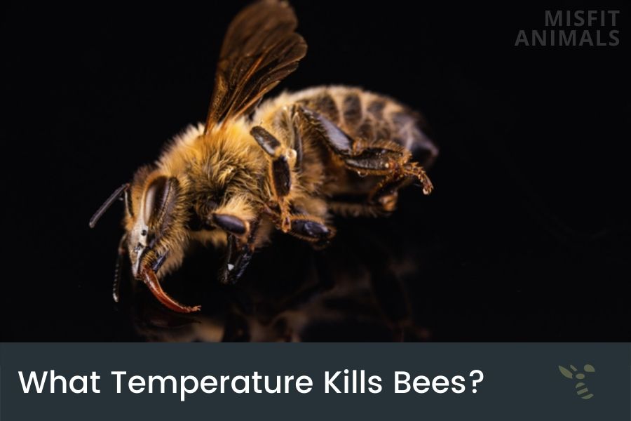 Bee Temperature Tolerance (What Temperature Kills Bees?)