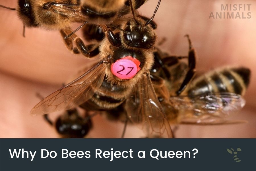 Why Do Bees Reject A Queen & What Happens When They Do?