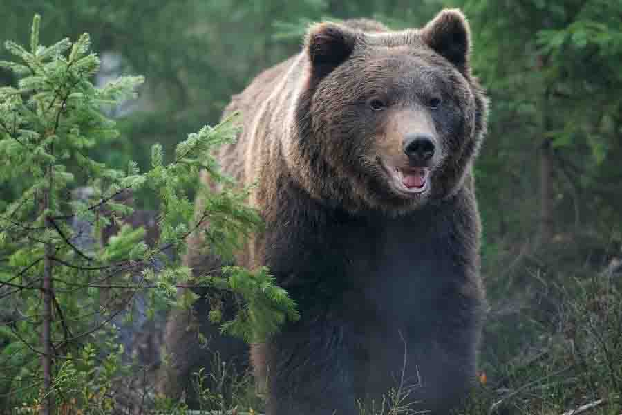 Do Bears Attack & Eat Pets? (Dogs & Cats) Misfit Animals