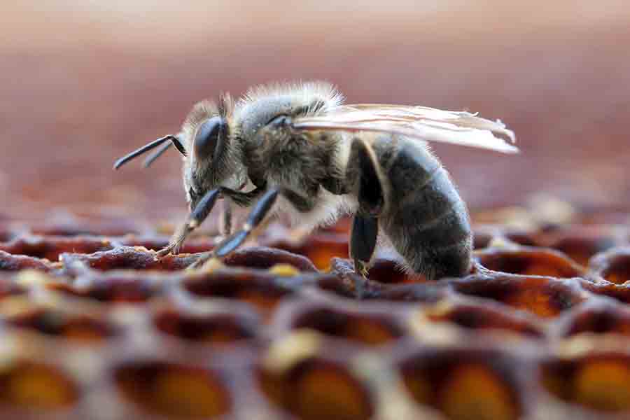 How Many Legs Do Bees Have? (What Do They Use Them For)