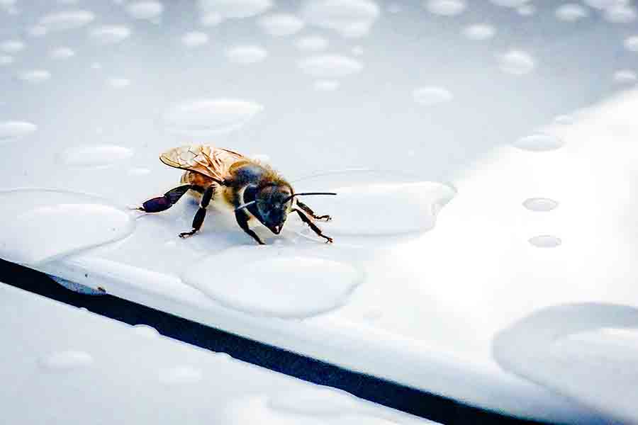 When Do Bees Come Out? (Season & Time Of Day)