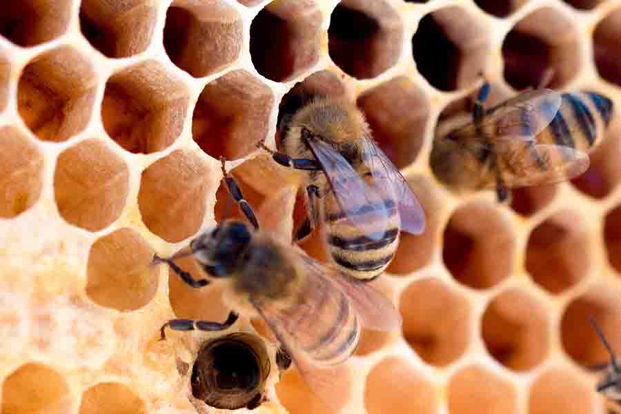 How Long Do Bees Live? Lifespan Of Bee Species