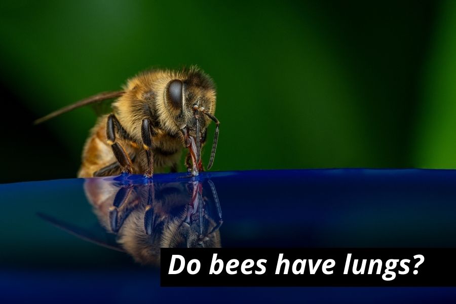 Do Bees Have Lungs? (How Do Bees Breathe?)