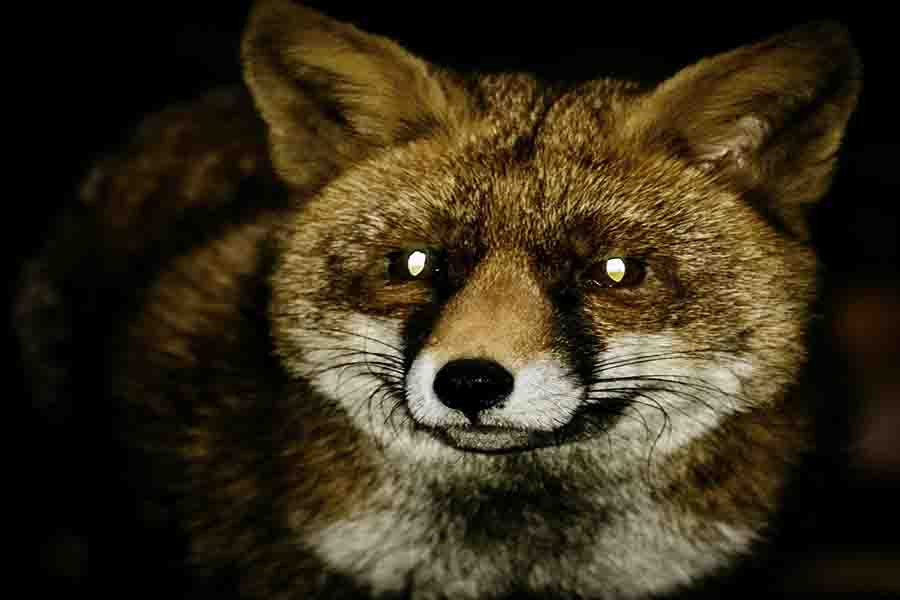 Foxes Eyes What They Look Like & Their Eyesight