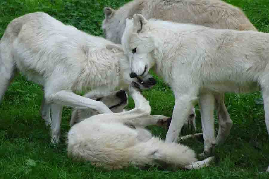 The Omega Wolf & Its Role In The Pack The Underdog