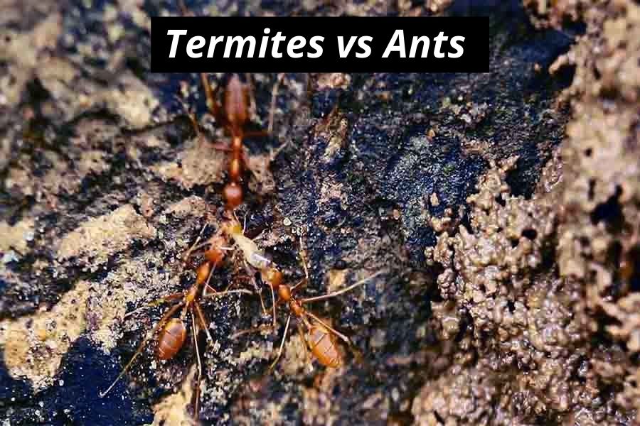 Termites Vs. Ants What’s The Real Difference?