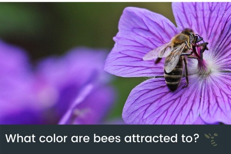 Do Bees See Color & Which Can They See? (Yes, They Do)