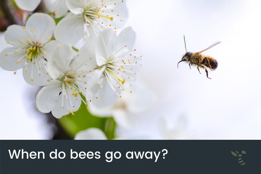 When Do Bees Go Away? (End Of Bees Season)